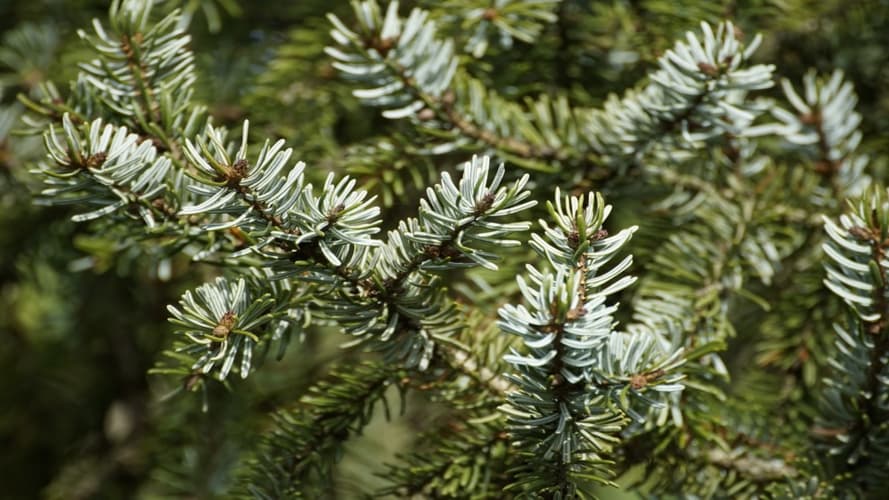 画像 - Strasbourg-Bâle: Féerie des marchés de Noël suisses et alsaciens au fil du Rhin