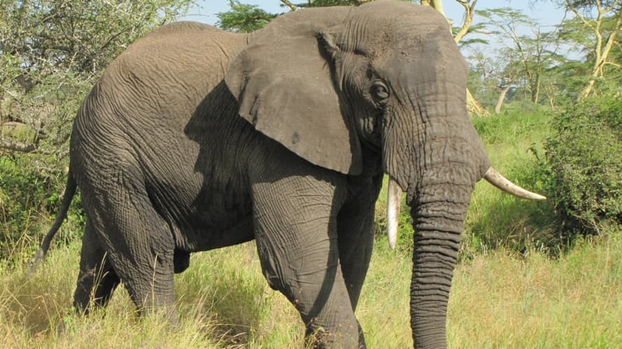圖像 - Sur Les pistes de Tanzanie, Ngorongoro