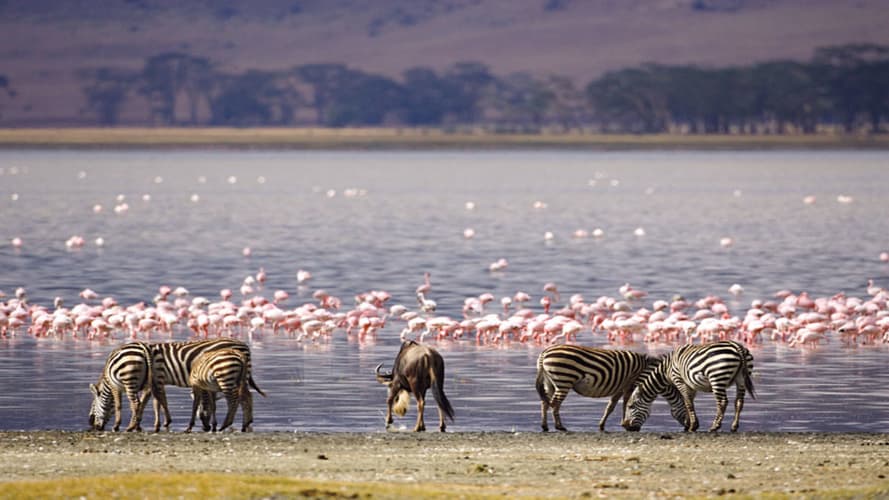Image - Un safari indimenticabile in Tanzania