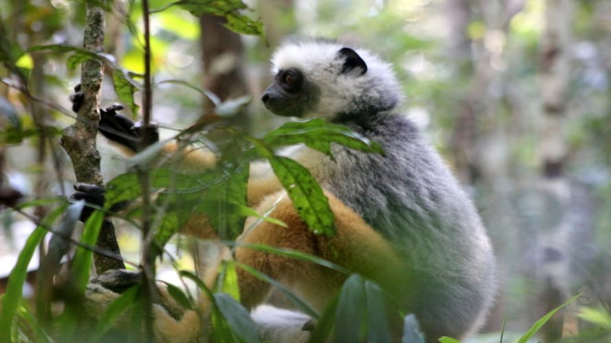 Kuva - Élégance Malgache des Hautes Terres aux Forêts de l’Est FIT