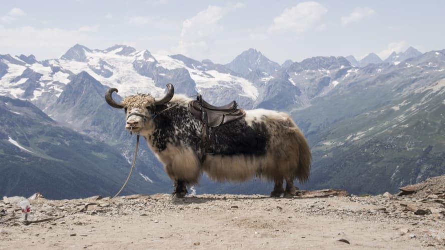 Bild - PRIVATIF - Secrets du Tibet - Arrivée à Chengdu - 2027