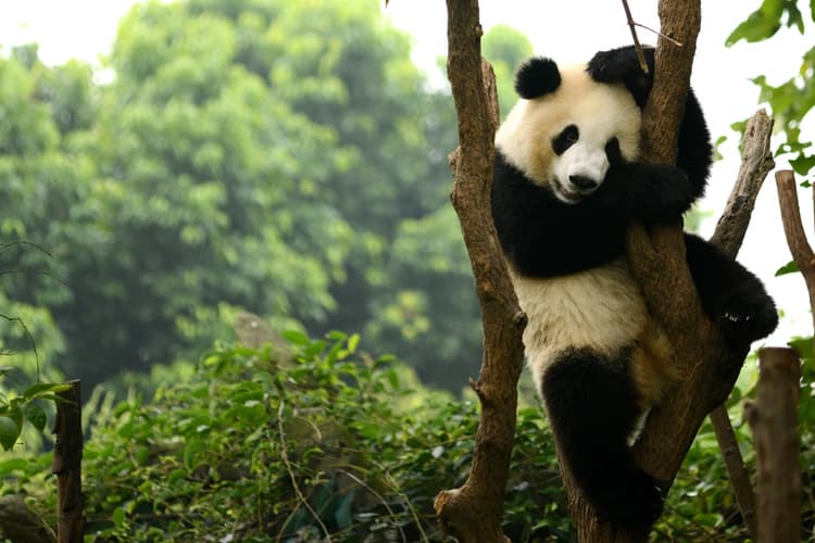 Imagen - Beijing-Xi’an-Chengdu -Shanghai