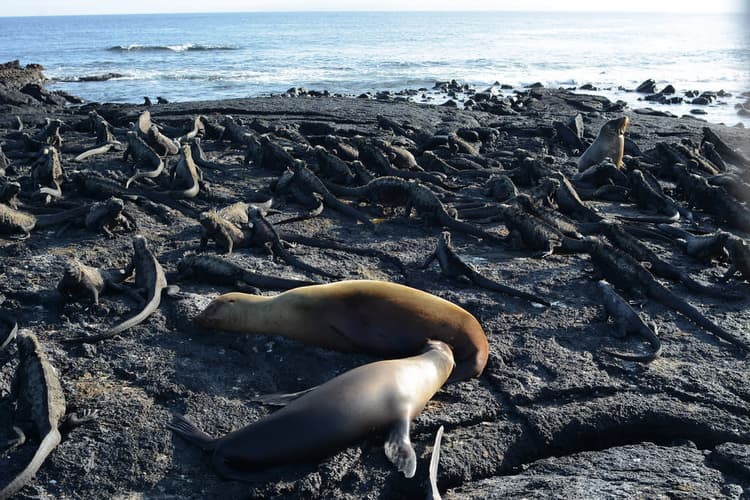 Imagen - Ecuador Express con Galápagos