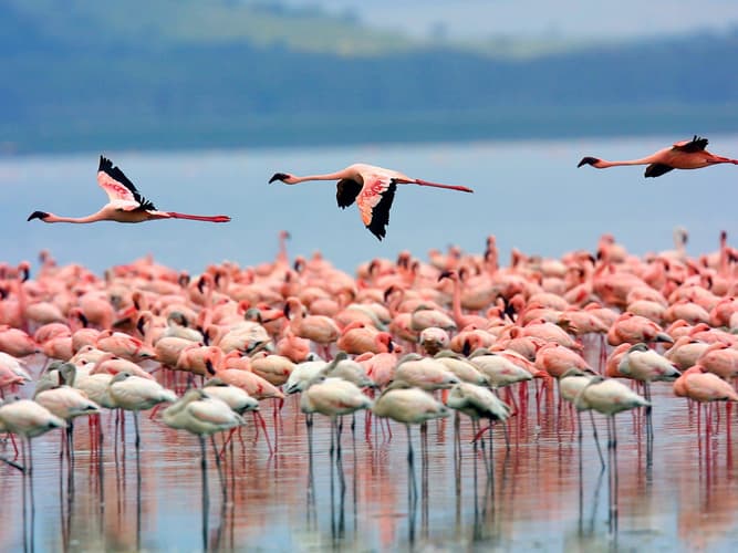 Imagen - Pink Flamingo Extra