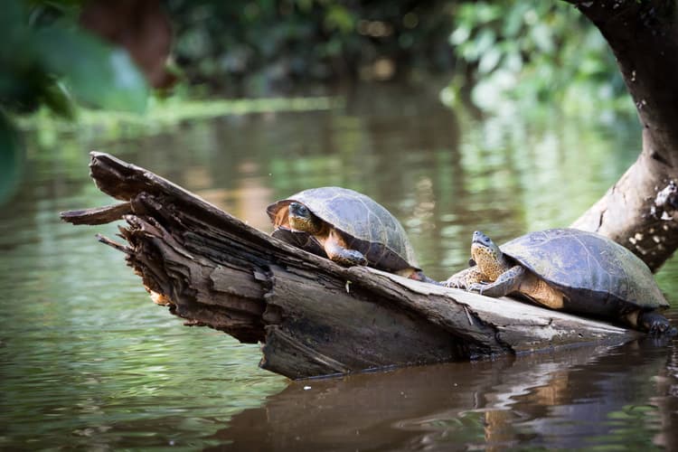Image - Parque Nacional Tortuguero desde San José