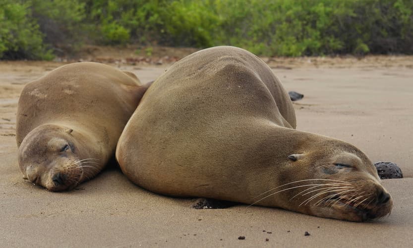 Imagen - Ecuador Fascinante con Galápagos