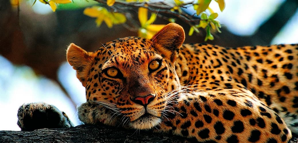 Imagem - 220186 - Quénia: Safari O Melhor do Quénia