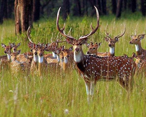 Bild - Triángulo de Oro y Tigres 08 Noches / 9 Días