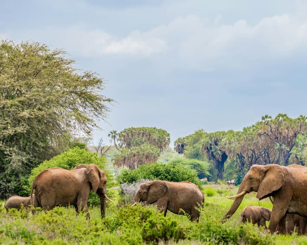 Kép - Safari "Samburu, Mount Kenya & Naivasha"