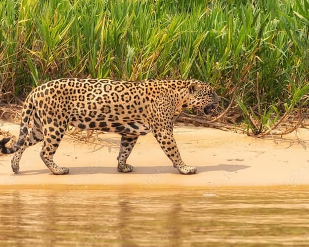 Imagem - 🌿 Pantanal Norte - Jaguar Bay 