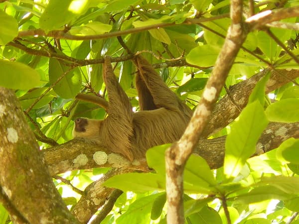 Bild - Rundreise "Best of Panama" & Baden im Bocas Archipel