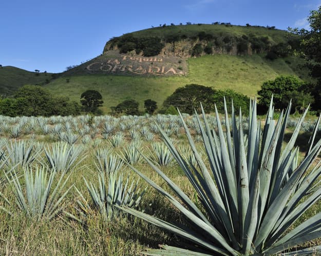 Imagen - RUTA DEL TEQUILA Y CDMX DE FIESTA - 7 DÍAS Y 6 NOCHES 