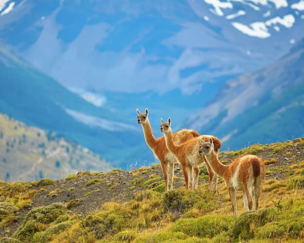 Imagen - Winter All-Inclusive Torres del Paine en Hotel Lago Grey - Salida confirmada con Sky 12 septiembre 2026
