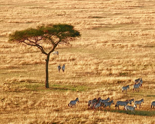 Billede - Safari "Abenteuer Tansania"