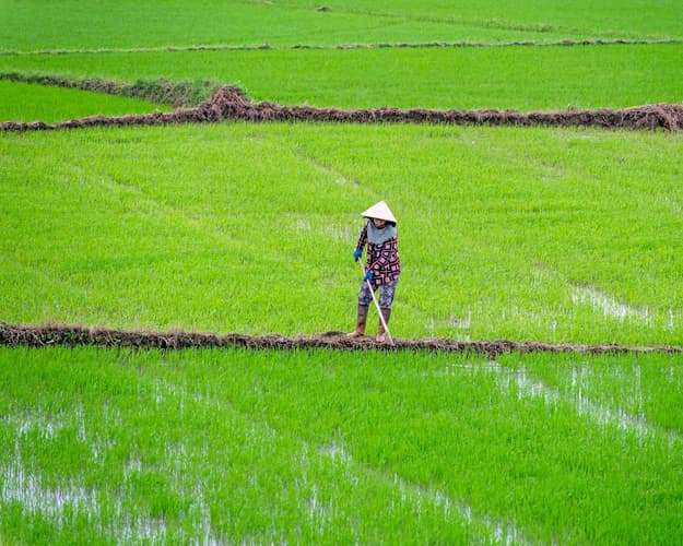 Beeld - Vietnam authentisch erleben – Reisfelder, Hochland und Meer