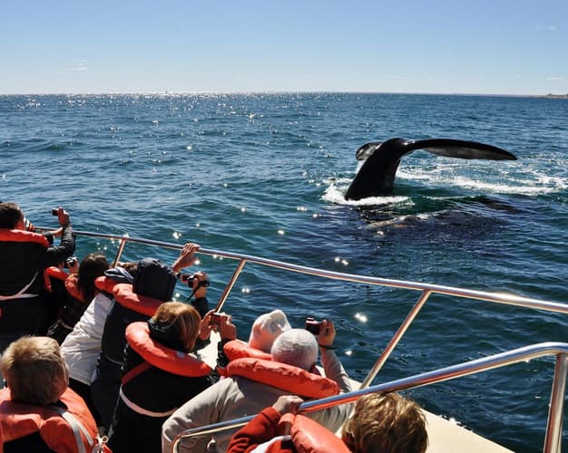صورة - Whales & Tulips Program from Esquel