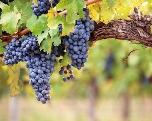 Image - Tarija I Excursión Ruta del Vino 