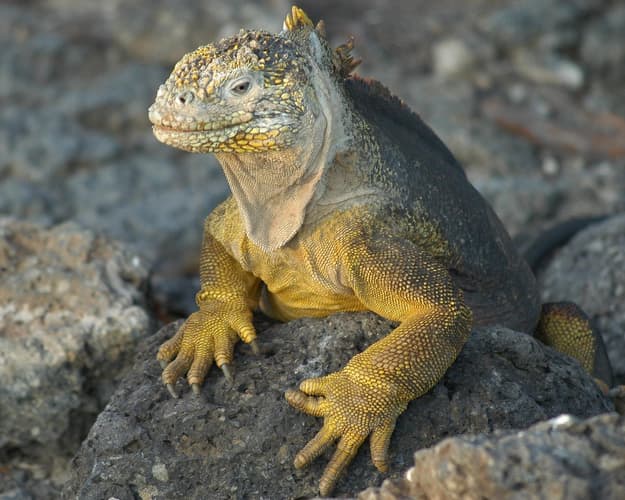 Kép - Mietwagenrundreise Ecuador & Galapagos-Gruppentour