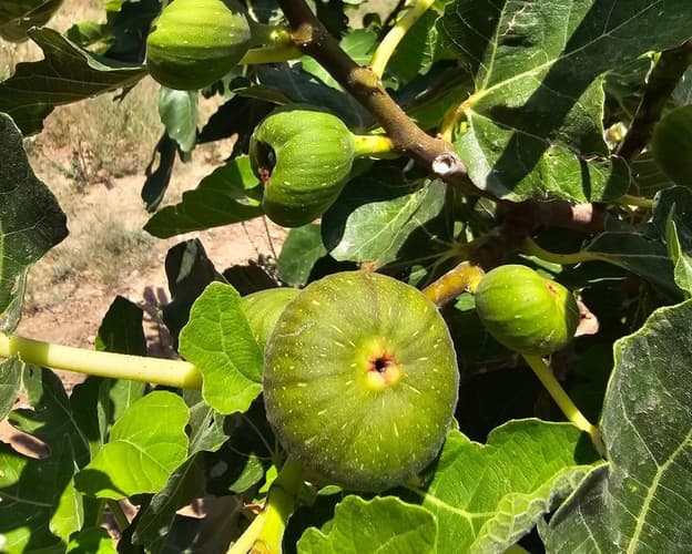 Imagen - Fruits Harvesting Experience