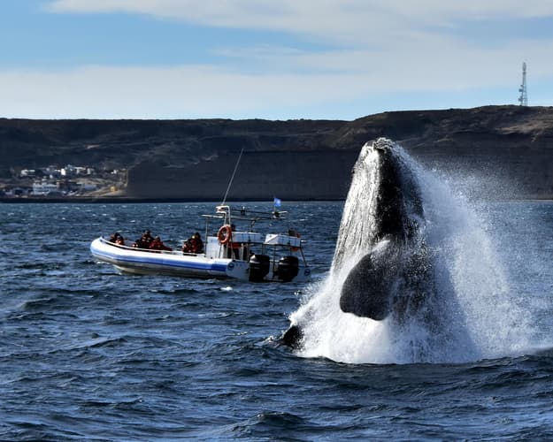 Imagen - Ballenas y tulipanes desde Esquel
