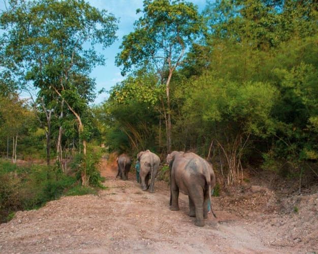 Obraz - Chiang Mai, "Elephant Bush Camp", Pai, Hanoi & Baden in Quy Nhon