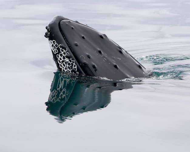 Bild - Terre d'Islanda