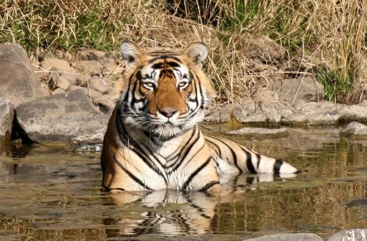 Obraz - Rundreise "Buntes Rajasthan mit Ranthambore"