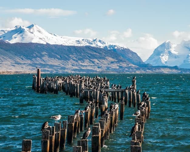 Imagen - Maratón Patagónica Internacional