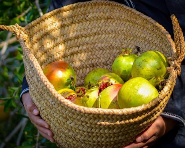 圖像 - Fruits Harvesting Experience