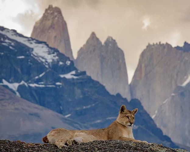 Image - Vida Silvestre & Fauna en Puerto Natales