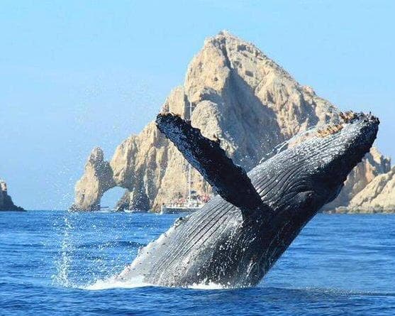 Imagen - QUERÉTARO A LOS CABOS | TODO INCLUIDO | TOUR 