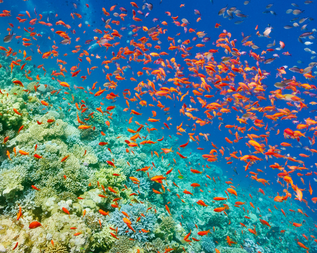 Immagine - SHARM: RED VIBES