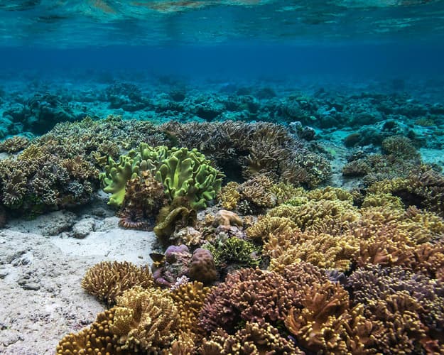 Bild - Bali & Privatrundreise "Nordsulawesi & Bunaken Inseln"