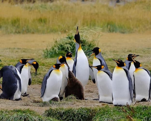 Imagen - Parques Soñados: Torres del Paine y Pingüino Rey