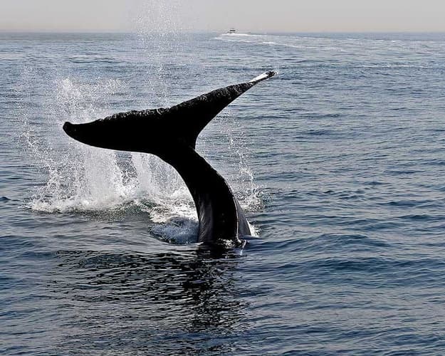 Imagen - BALLENAS EN EL PACIFICO COLOMBIANO