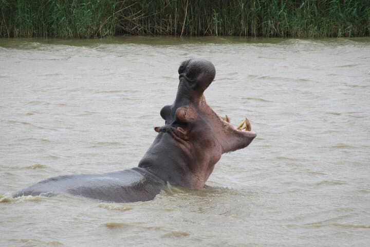 Image - Experience Big Cities and Wildlife Safari