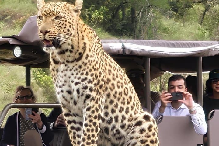 Image - Experience Big 5 and Wildlife Safari