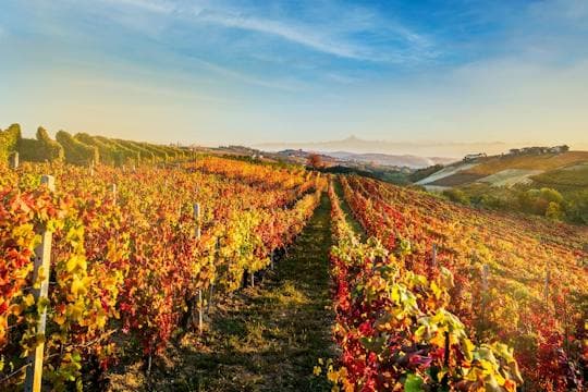 Immagine - Autunno nelle Langhe tra Spa, Foliage e degustazione di vini inclusa