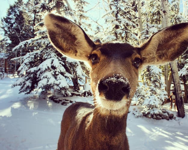 Image - 3*Stonebridge Inn Snowmass Village CO, United States of America