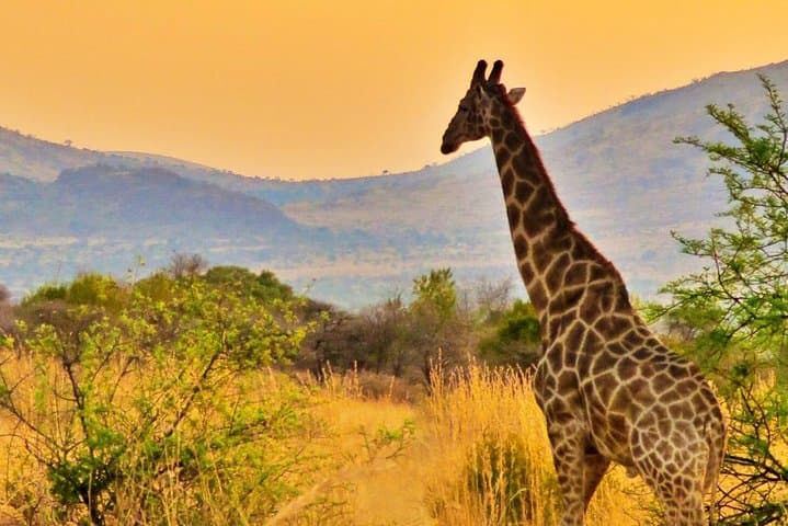 Image - Experience Big Cities and Wildlife Safari