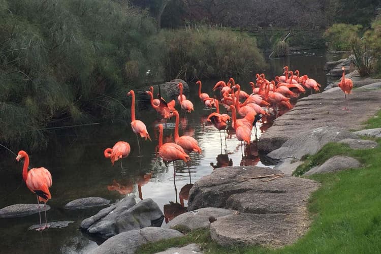 Image - Excursión al Bioparque Temaikén-Buenos Aires