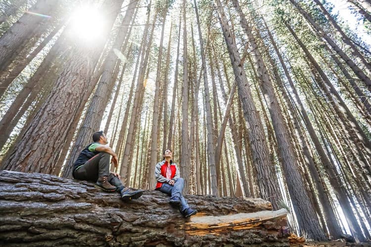 Imagen - Excursión a Isla Victoria y Bosque de Arrayanes