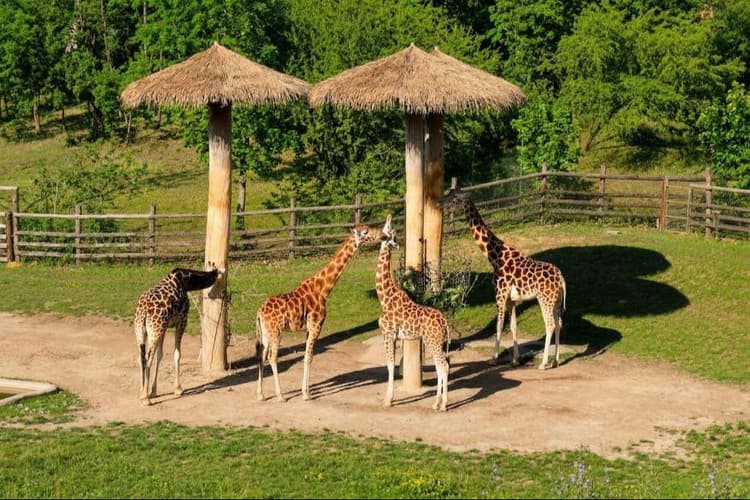 Imazhi - Prague Zoo Tickets