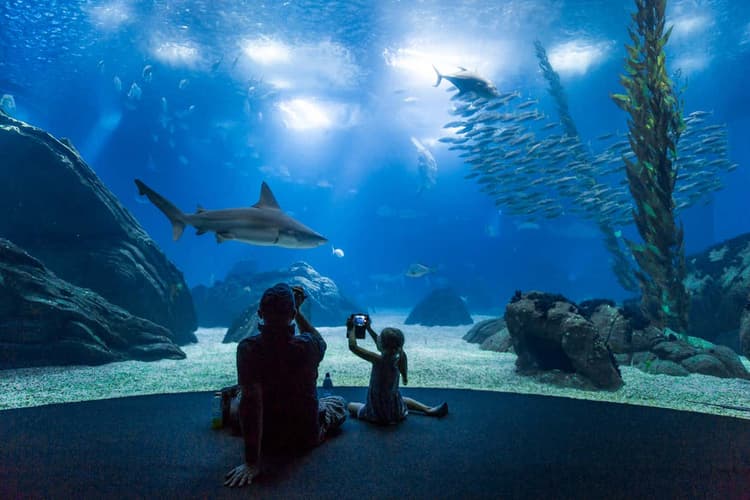 Imagen - Lisboa - Ingresso no Oceanário 