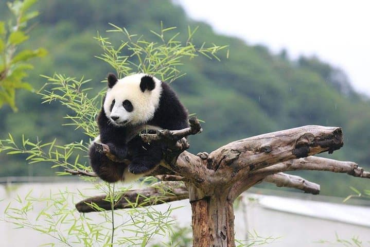 Imagen - 2-Week China Essence and Panda Tour