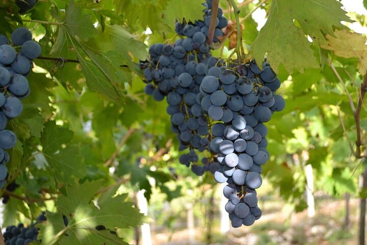 Image - Amarone Della Valpolicella Wine Experience - Incontra la famiglia Vogadori