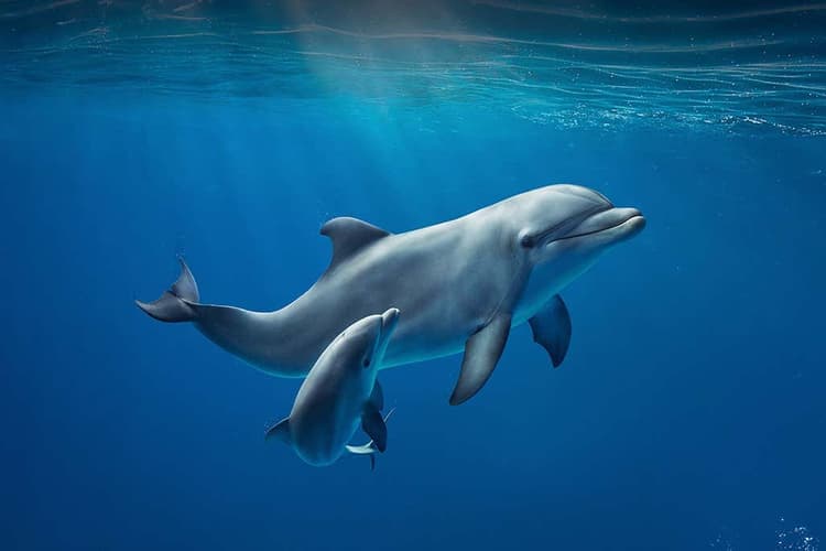 Immagine - Albergo Locanda Alambra, visita all'Acquario e giro in barca, Genova