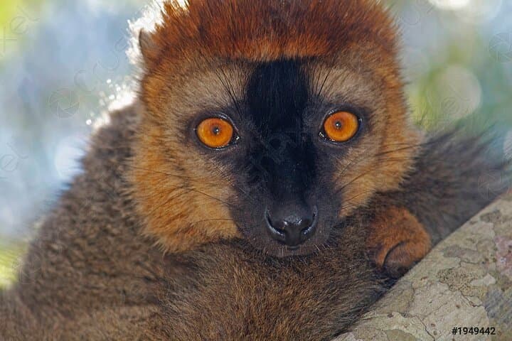 Imazhi - Lokobe Natural Park Madagascar