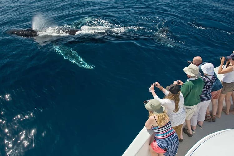 Imagen - AVISTAMIENTO DE BALLENAS EN PUERTO VALLARTA