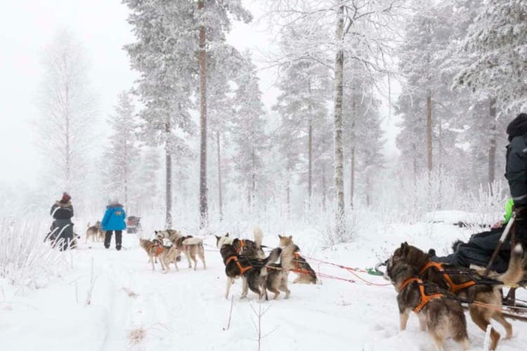 Образ - Rovaniemi | Finland